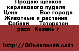 Продаю щенков карликового пуделя › Цена ­ 2 000 - Все города Животные и растения » Собаки   . Татарстан респ.,Казань г.